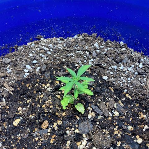 California Snow growlog timeline photo