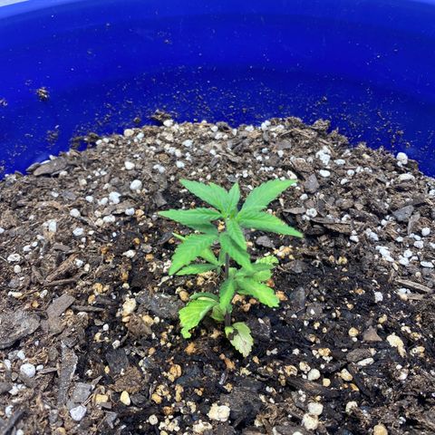 California Snow growlog timeline photo