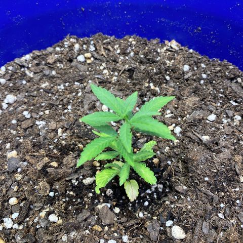California Snow growlog timeline photo