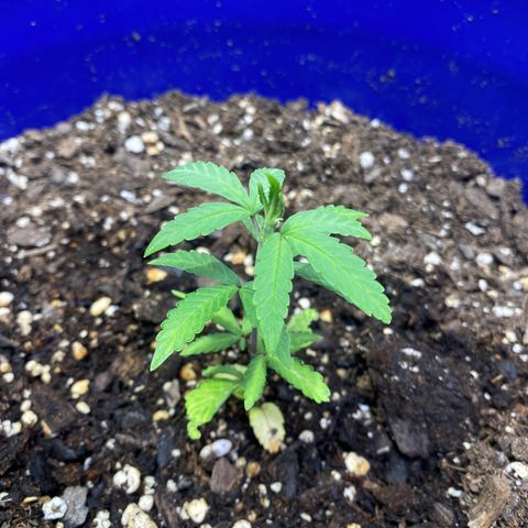 California Snow growlog timeline photo
