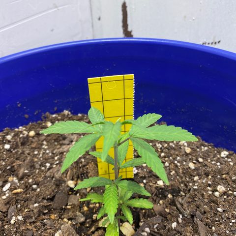 California Snow growlog timeline photo