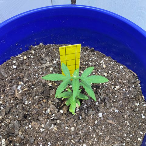 California Snow growlog timeline photo