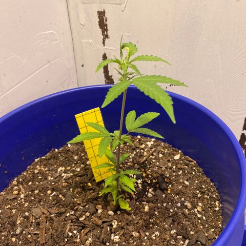 California Snow growlog timeline photo