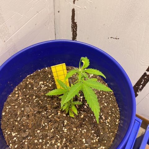 California Snow growlog timeline photo