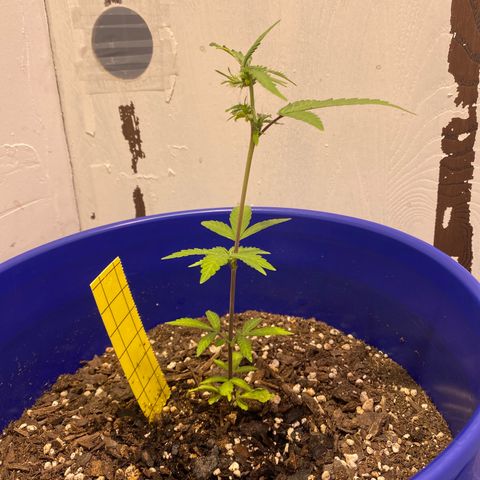 California Snow growlog timeline photo