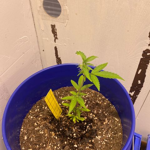 California Snow growlog timeline photo