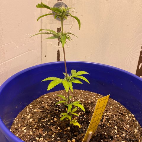 California Snow growlog timeline photo
