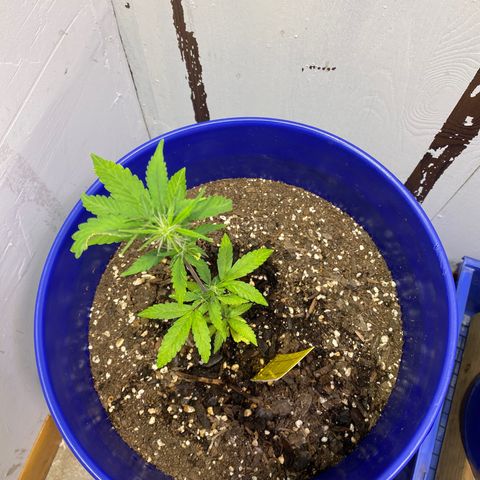 California Snow growlog timeline photo