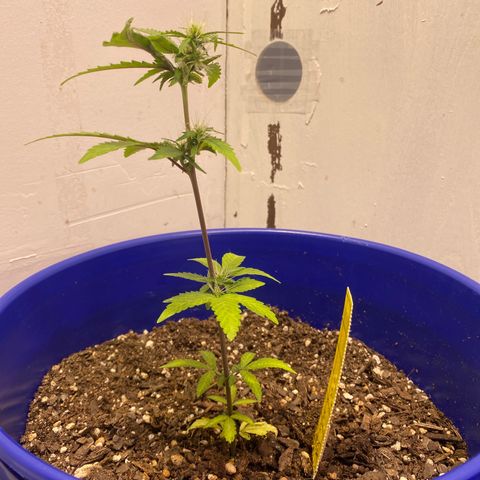 California Snow growlog timeline photo