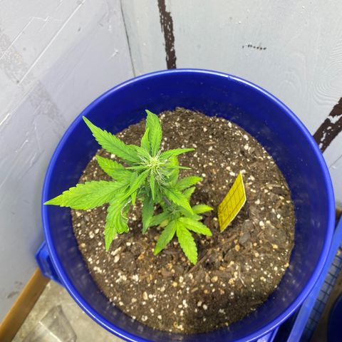 California Snow growlog timeline photo