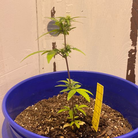 California Snow growlog timeline photo