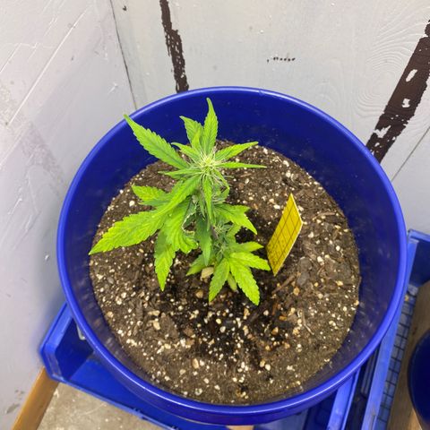 California Snow growlog timeline photo