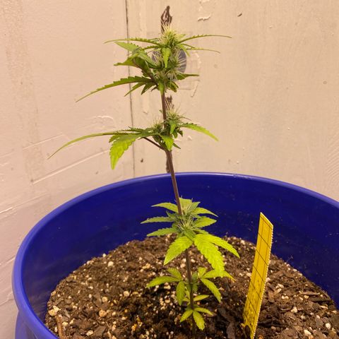 California Snow growlog timeline photo