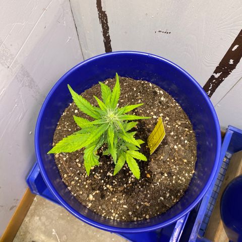 California Snow growlog timeline photo