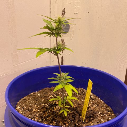 California Snow growlog timeline photo