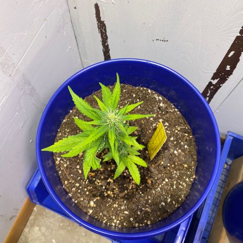 California Snow growlog timeline photo