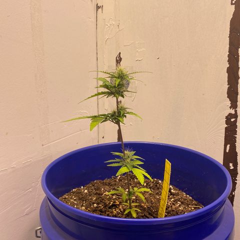 California Snow growlog timeline photo