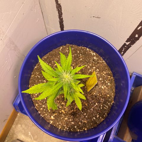 California Snow growlog timeline photo