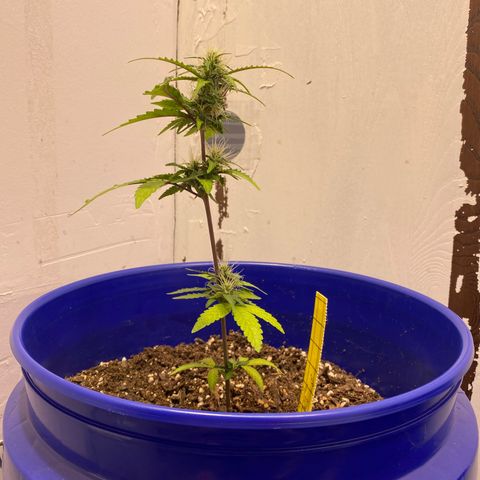 California Snow growlog timeline photo
