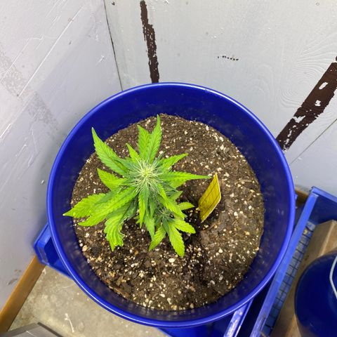 California Snow growlog timeline photo