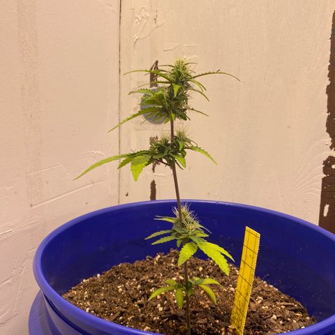 California Snow growlog timeline photo
