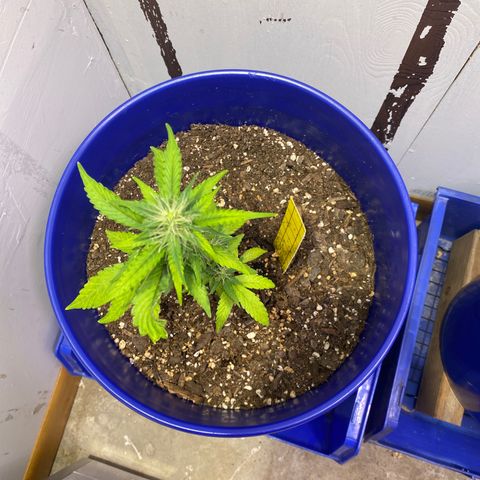 California Snow growlog timeline photo