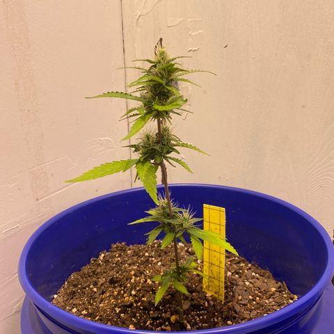 California Snow growlog timeline photo