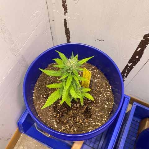 California Snow growlog timeline photo