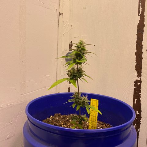 California Snow growlog timeline photo