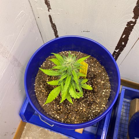 California Snow growlog timeline photo