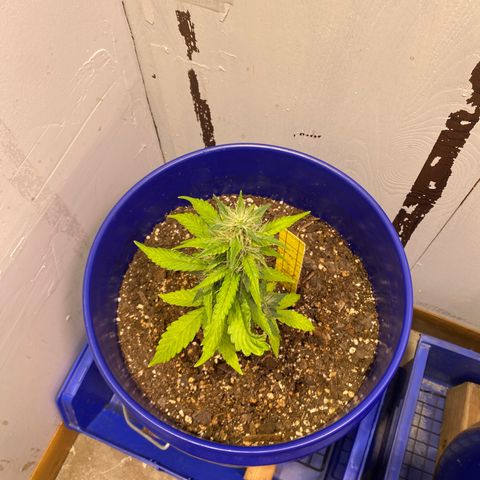 California Snow growlog timeline photo