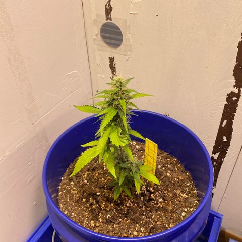 California Snow growlog timeline photo