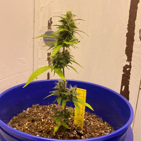 California Snow growlog timeline photo