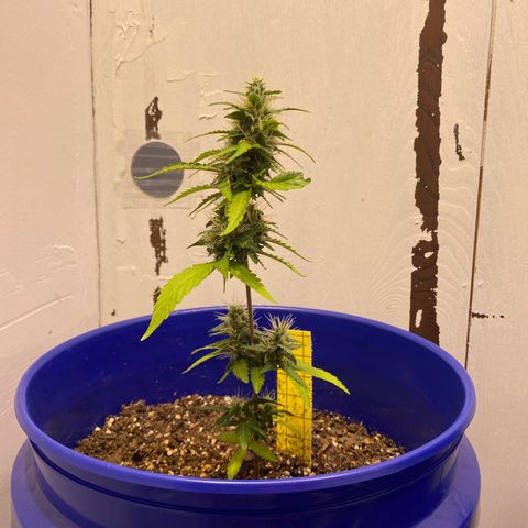 California Snow growlog timeline photo
