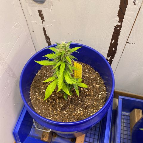 California Snow growlog timeline photo