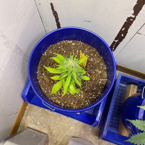 California Snow growlog timeline photo