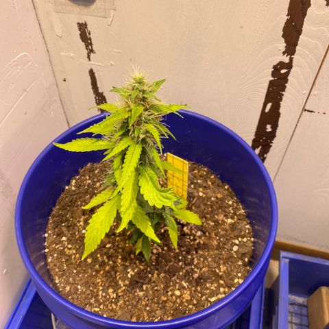 California Snow growlog timeline photo