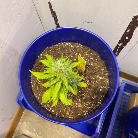 California Snow growlog timeline photo
