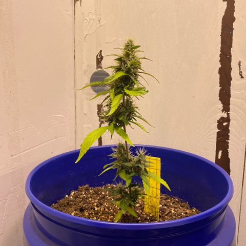 California Snow growlog timeline photo