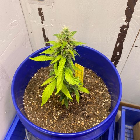 California Snow growlog timeline photo