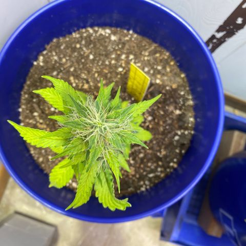 California Snow growlog timeline photo