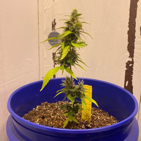 California Snow growlog timeline photo