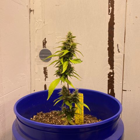 California Snow growlog timeline photo
