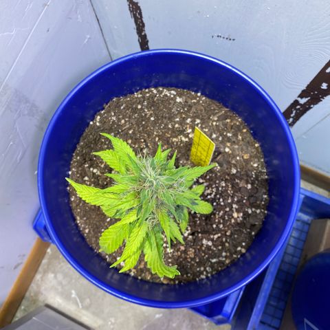 California Snow growlog timeline photo