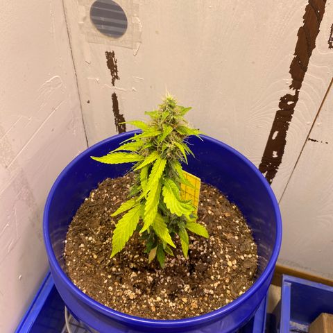 California Snow growlog timeline photo