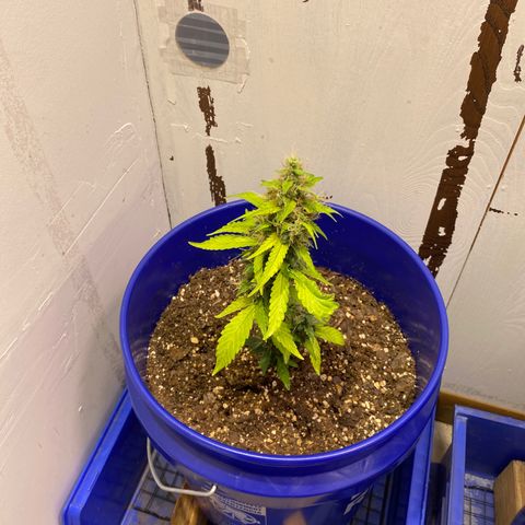 California Snow growlog timeline photo