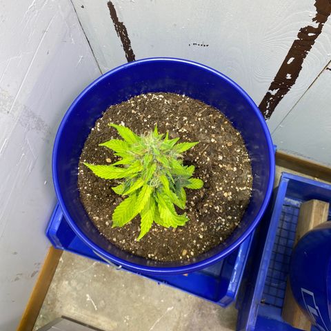 California Snow growlog timeline photo