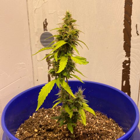 California Snow growlog timeline photo