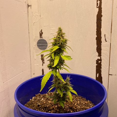 California Snow growlog timeline photo