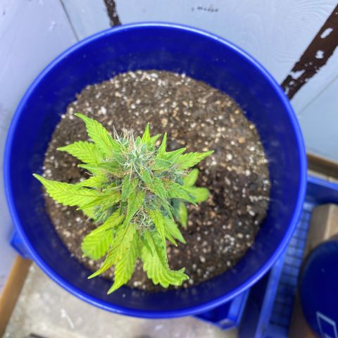 California Snow growlog timeline photo